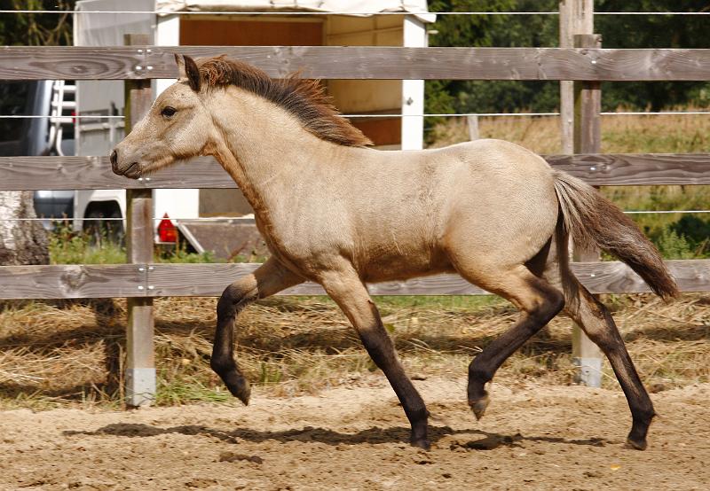 Teitur von Heidmoor e.jpg